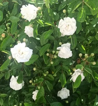 100m2, Independant Dans Notre Maison Lägenhet