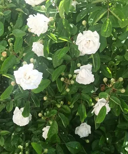 100m2, Independant Dans Notre Maison Apartment